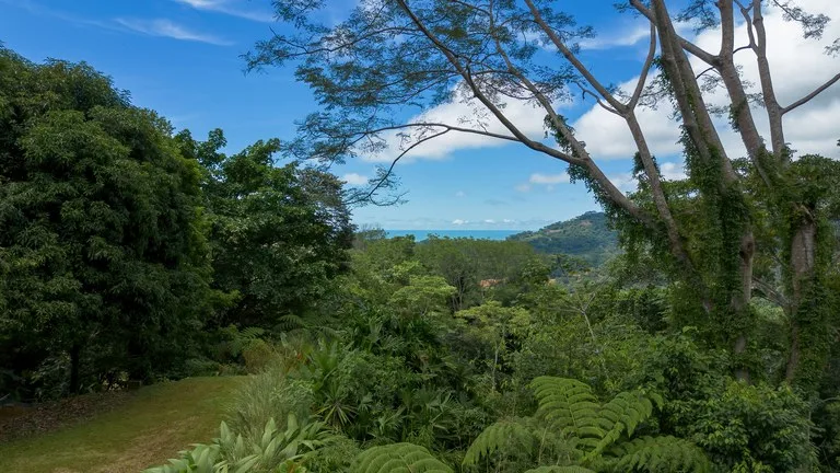 Build-Ready Ocean View Land with Guest House & Fruit Orchard | Tres Rios, Costa Rica, photo 6