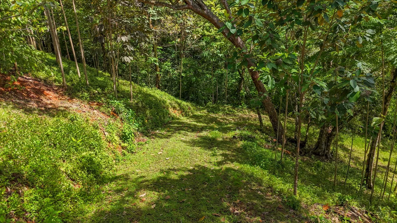 PROPERTY WITH MOUNTAIN VIEW, IN OJOCHAL – 3.92 ACRES, photo 13