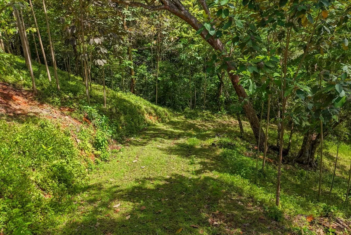PROPERTY WITH MOUNTAIN VIEW, IN OJOCHAL – 3.92 ACRES, photo 14