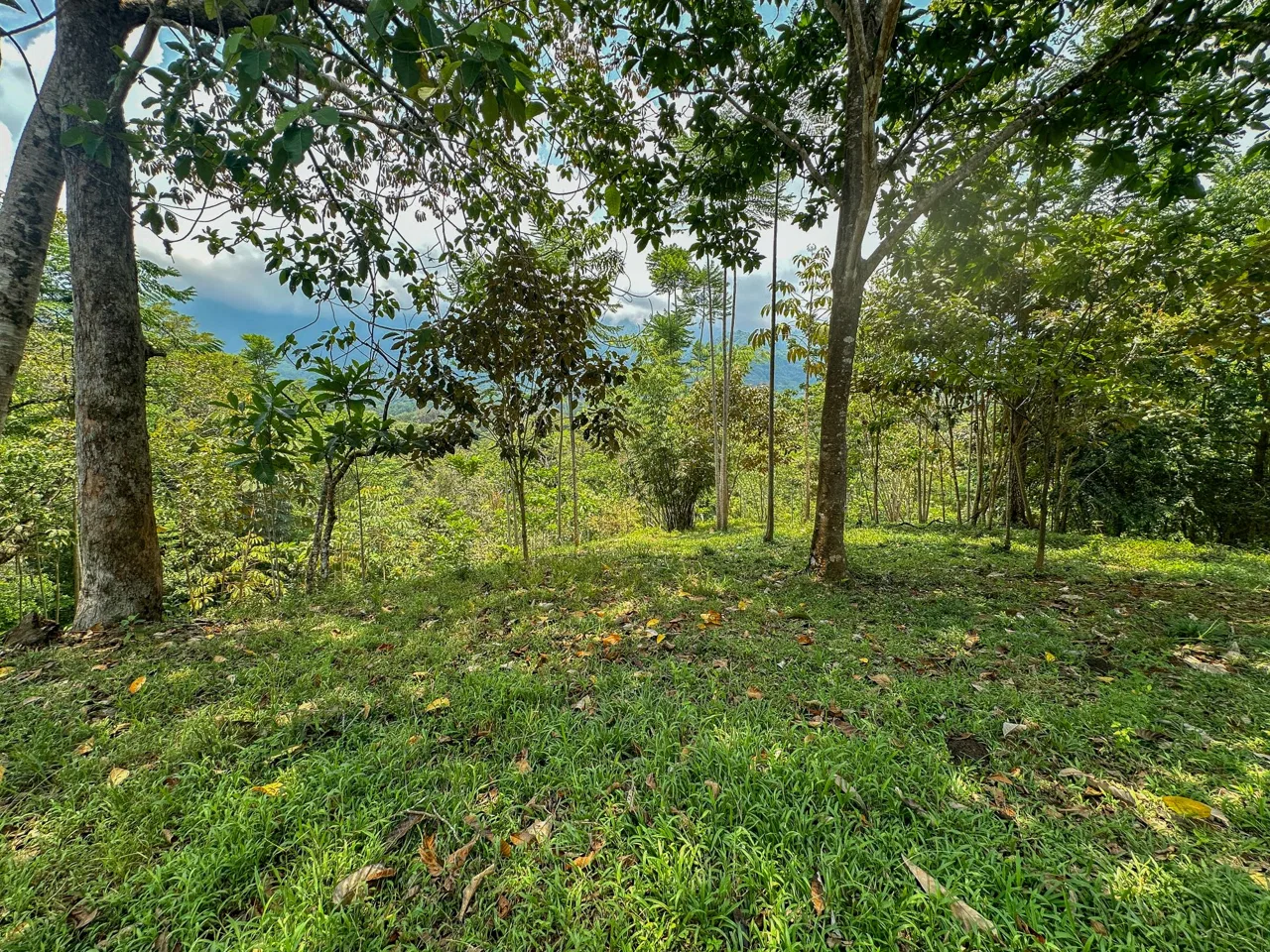 PROPERTY WITH MOUNTAIN VIEW, IN OJOCHAL – 3.92 ACRES, photo 15