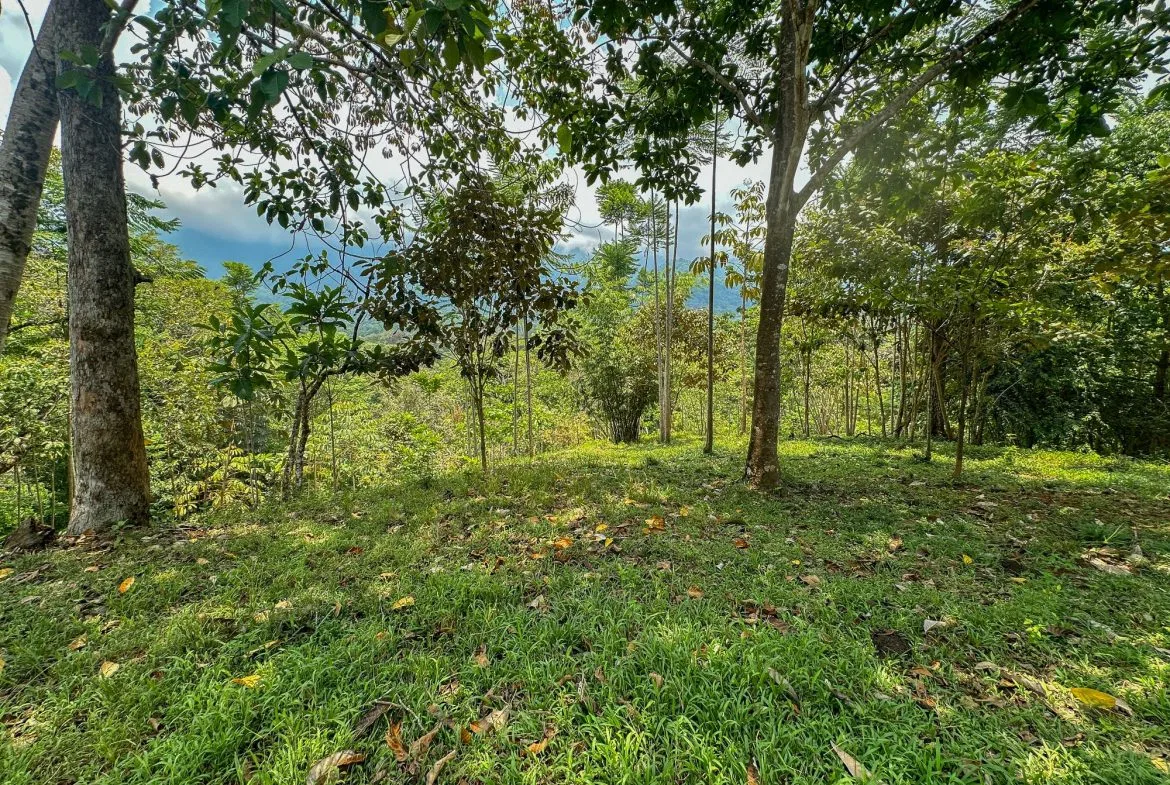 PROPERTY WITH MOUNTAIN VIEW, IN OJOCHAL – 3.92 ACRES, photo 16