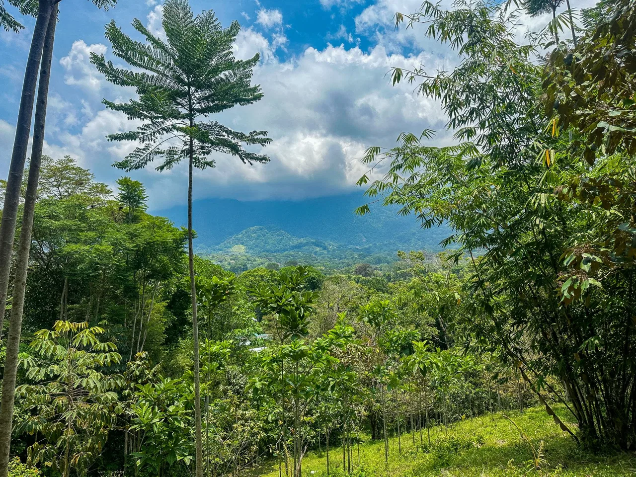PROPERTY WITH MOUNTAIN VIEW, IN OJOCHAL – 3.92 ACRES, photo 3
