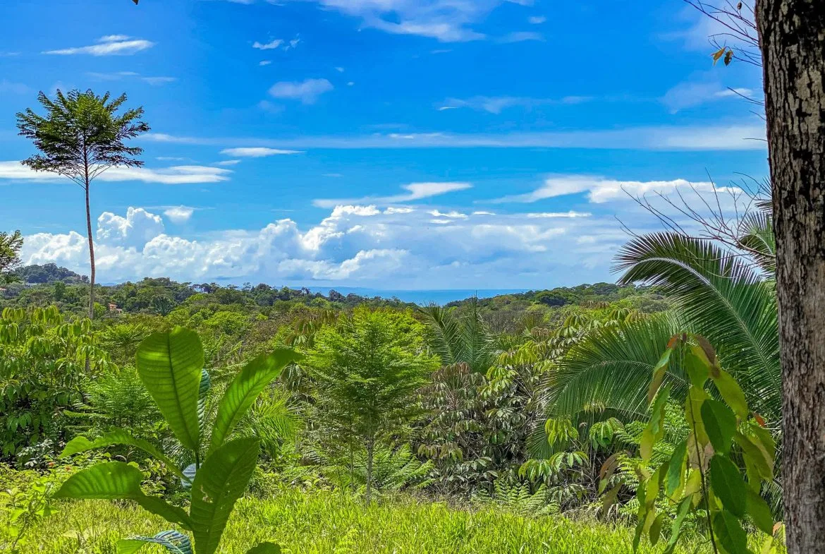 PROPERTY WITH MOUNTAIN VIEW, IN OJOCHAL – 3.92 ACRES, photo 6