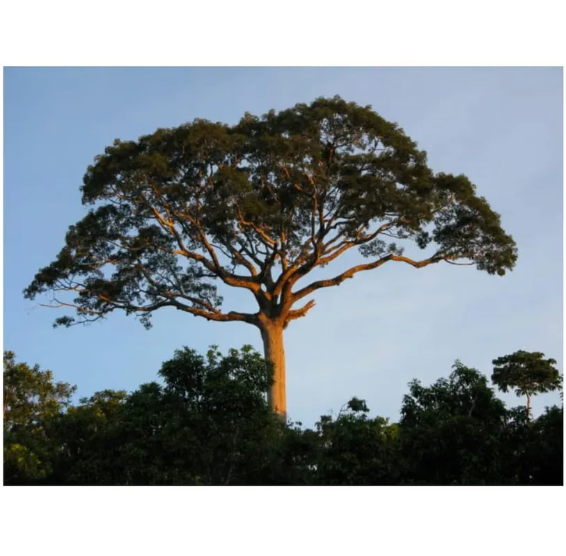 Lots for sale at Aguas Claras with view to volcanos, Upala, Alajuela, photo 5