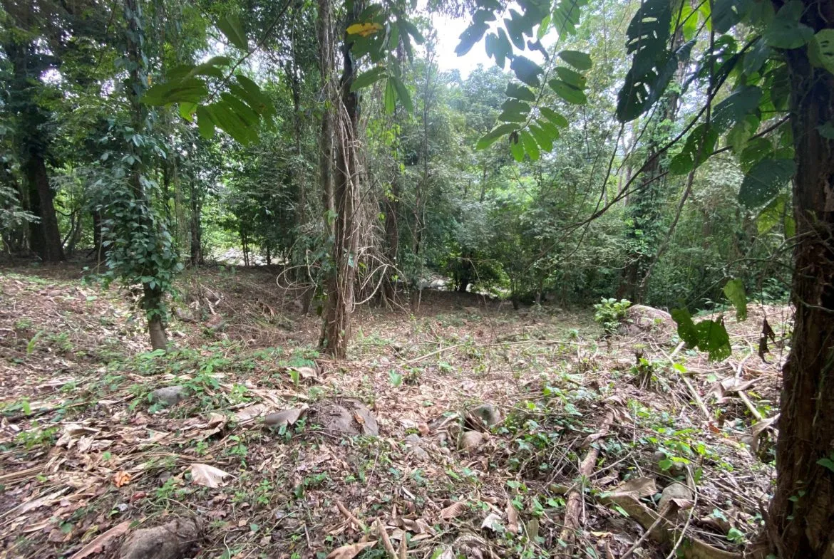 PROPERTY IN THE JUNGLE IN OJOCHAL – 1.82 ACRES, photo 2