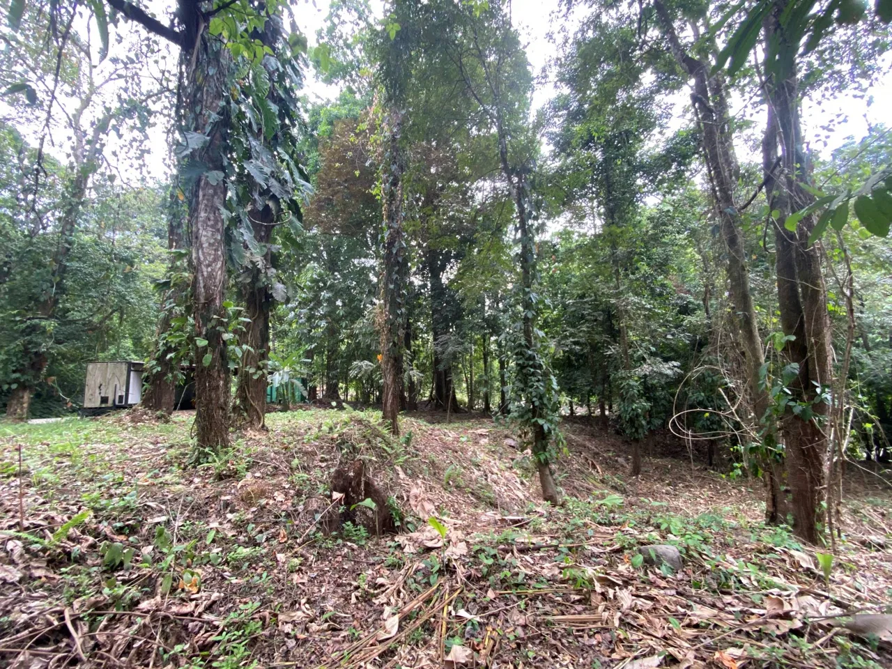 PROPERTY IN THE JUNGLE IN OJOCHAL – 1.82 ACRES, photo 11