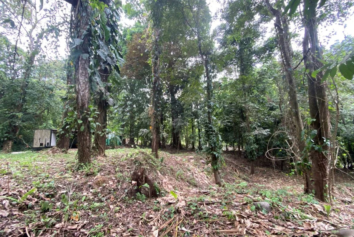 PROPERTY IN THE JUNGLE IN OJOCHAL – 1.82 ACRES, photo 12