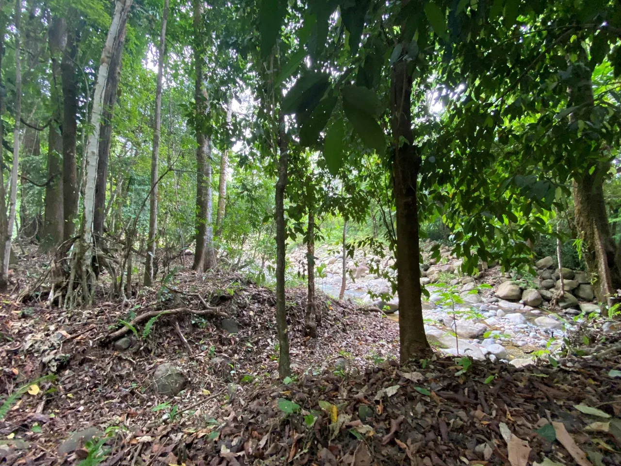 PROPERTY IN THE JUNGLE IN OJOCHAL – 1.82 ACRES, photo 13