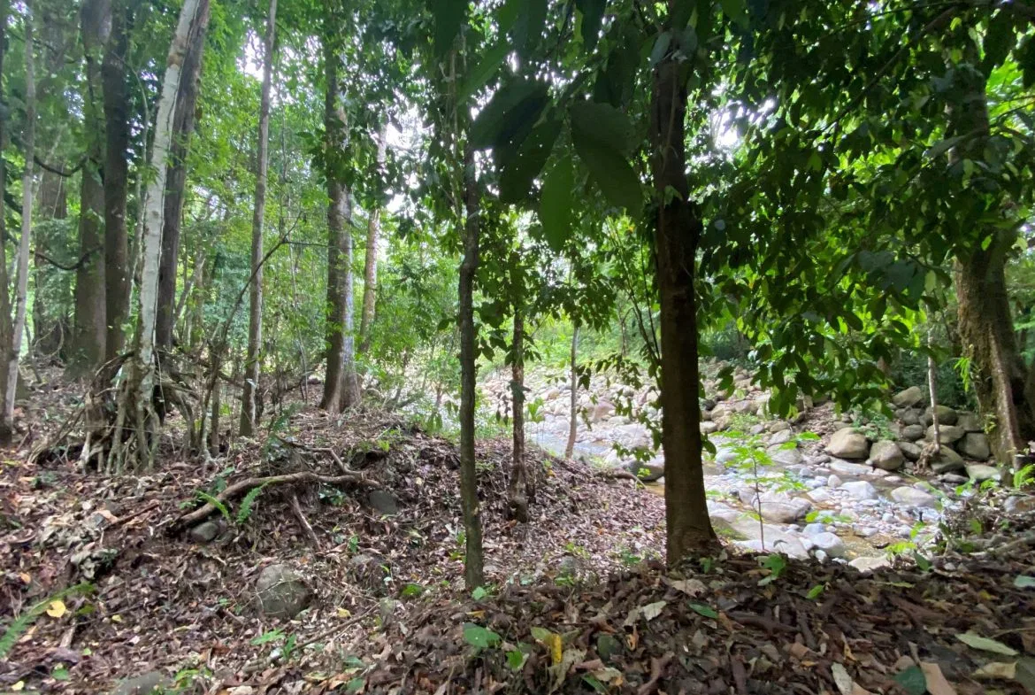 PROPERTY IN THE JUNGLE IN OJOCHAL – 1.82 ACRES, photo 14