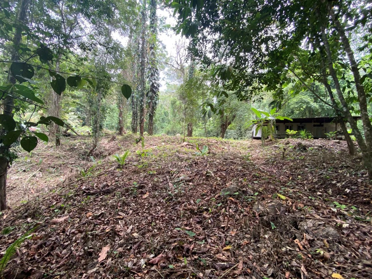 PROPERTY IN THE JUNGLE IN OJOCHAL – 1.82 ACRES, photo 15