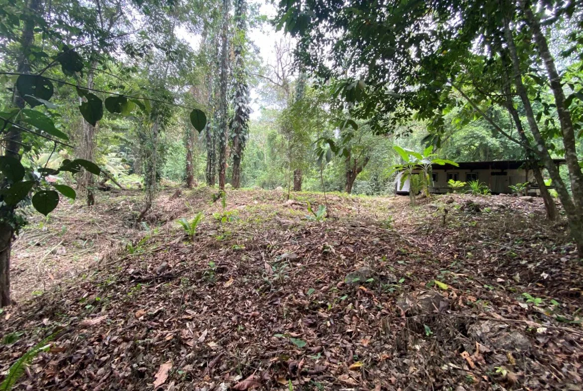 PROPERTY IN THE JUNGLE IN OJOCHAL – 1.82 ACRES, photo 16