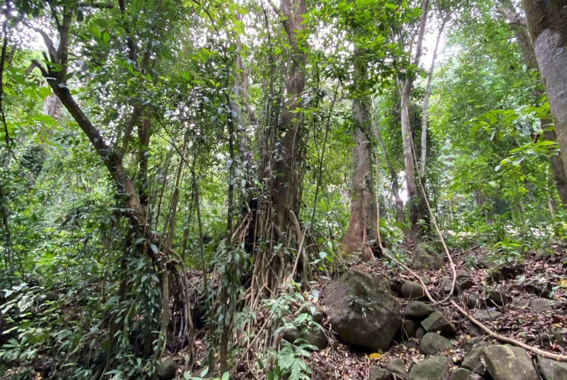 PROPERTY IN THE JUNGLE IN OJOCHAL – 1.82 ACRES, photo 18
