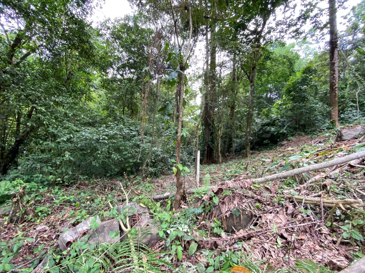 PROPERTY IN THE JUNGLE IN OJOCHAL – 1.82 ACRES, photo 19