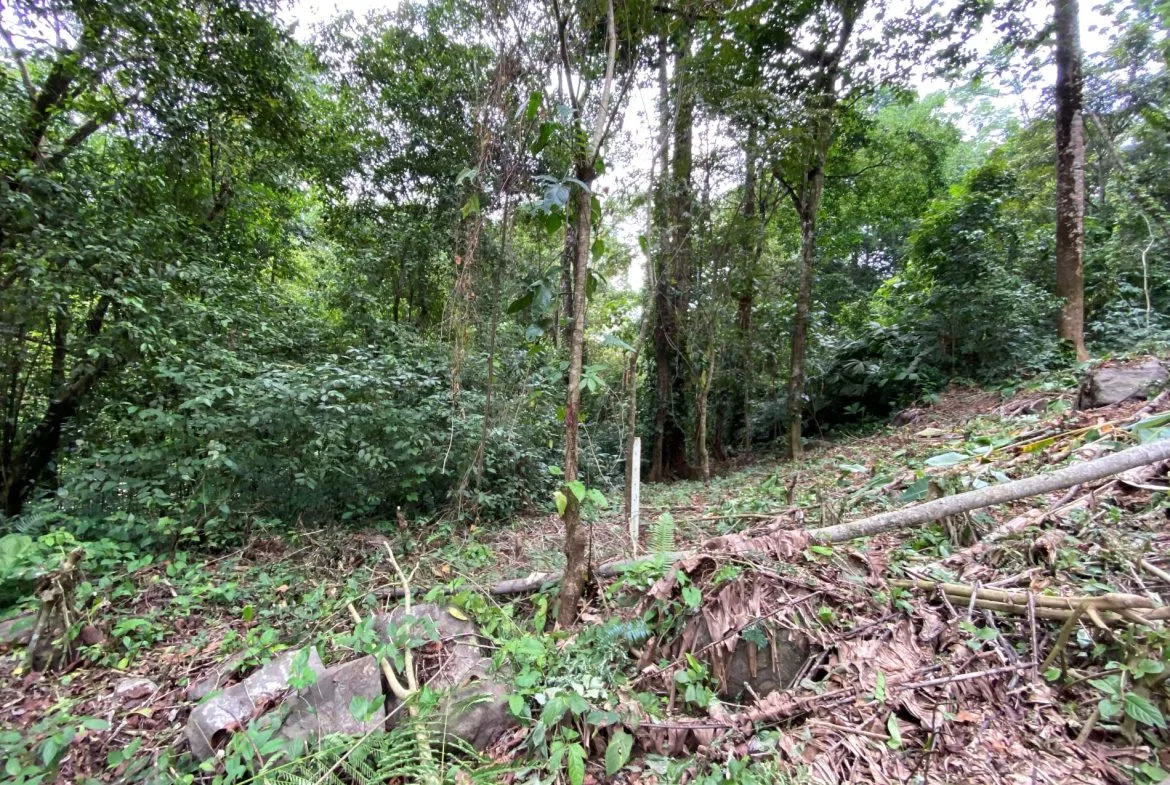 PROPERTY IN THE JUNGLE IN OJOCHAL – 1.82 ACRES, photo 20