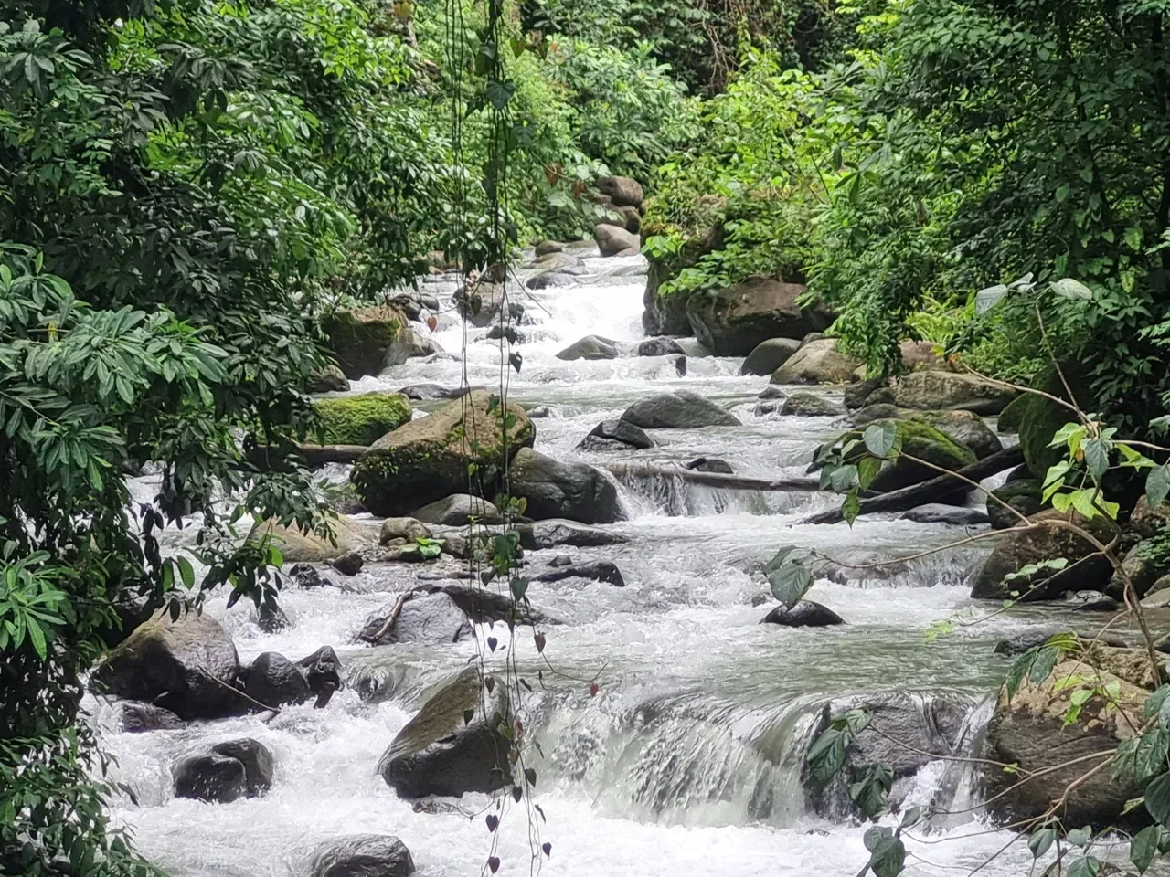 PROPERTY IN THE JUNGLE IN OJOCHAL – 1.82 ACRES, photo 3