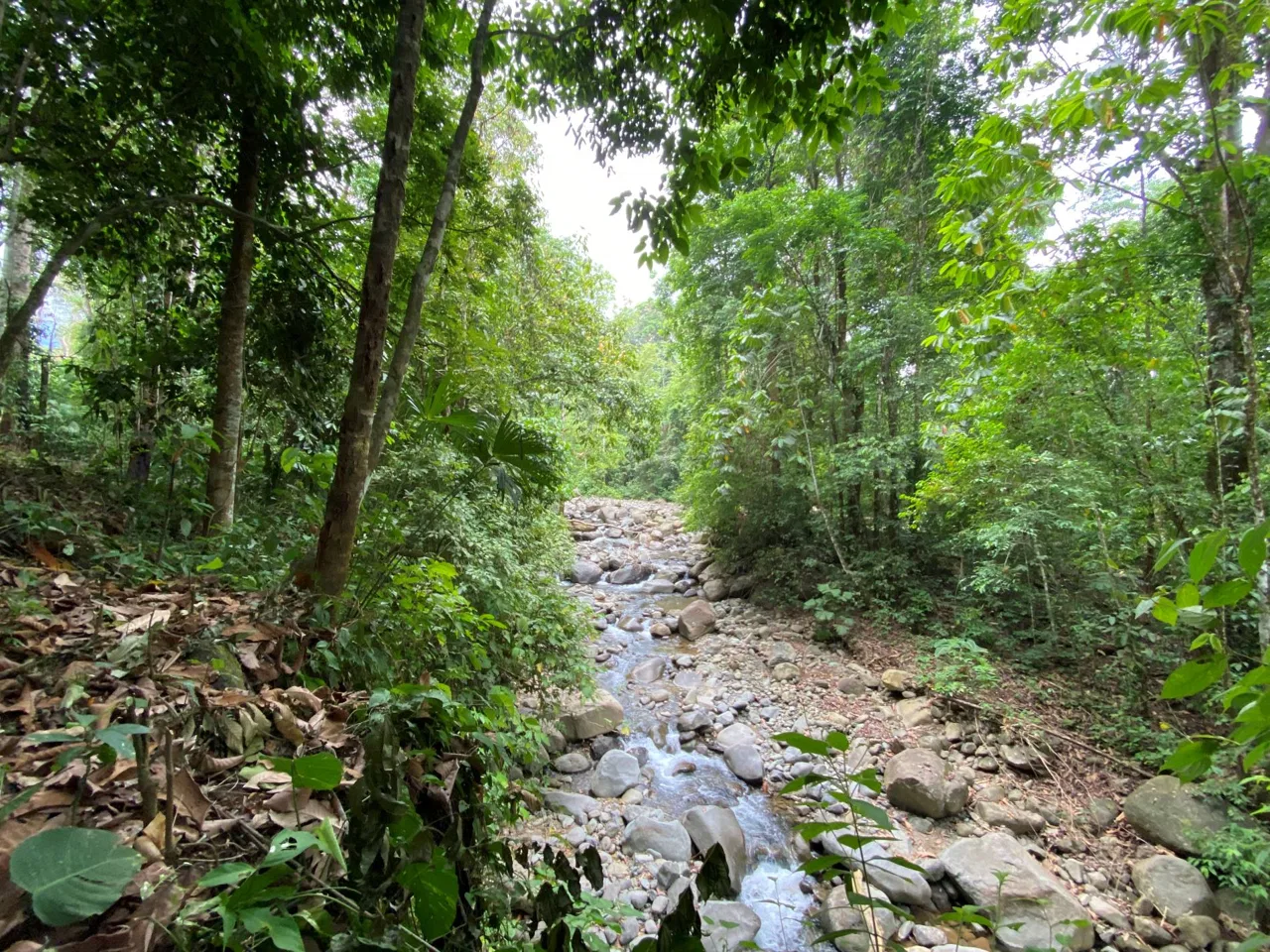 PROPERTY IN THE JUNGLE IN OJOCHAL – 1.82 ACRES, photo 21