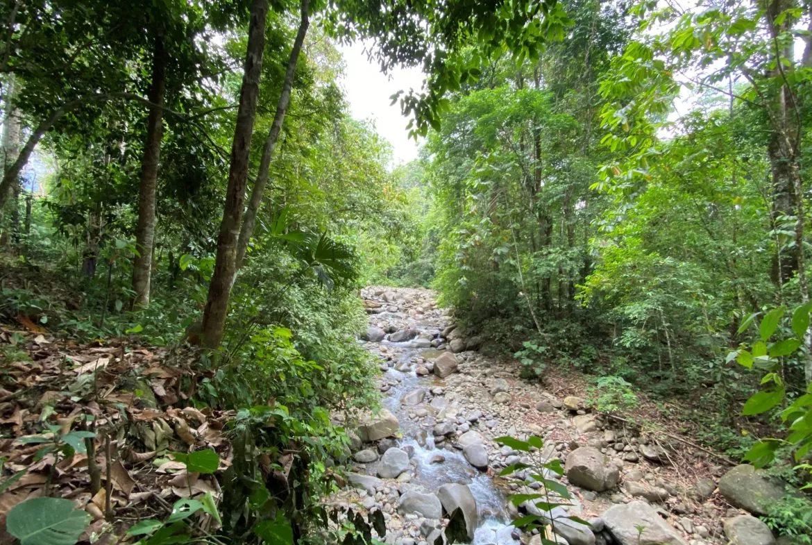 PROPERTY IN THE JUNGLE IN OJOCHAL – 1.82 ACRES, photo 22