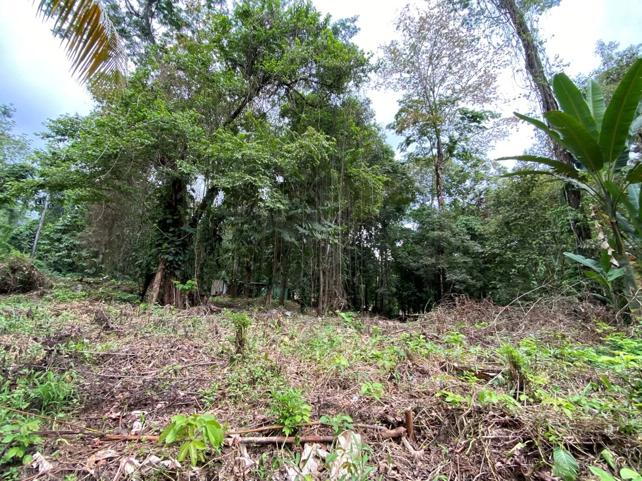 PROPERTY IN THE JUNGLE IN OJOCHAL – 1.82 ACRES, photo 23