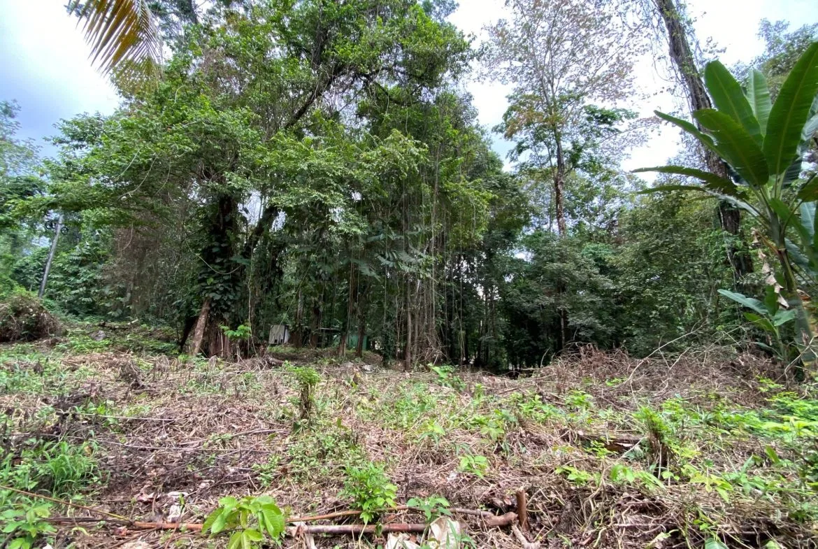 PROPERTY IN THE JUNGLE IN OJOCHAL – 1.82 ACRES, photo 24