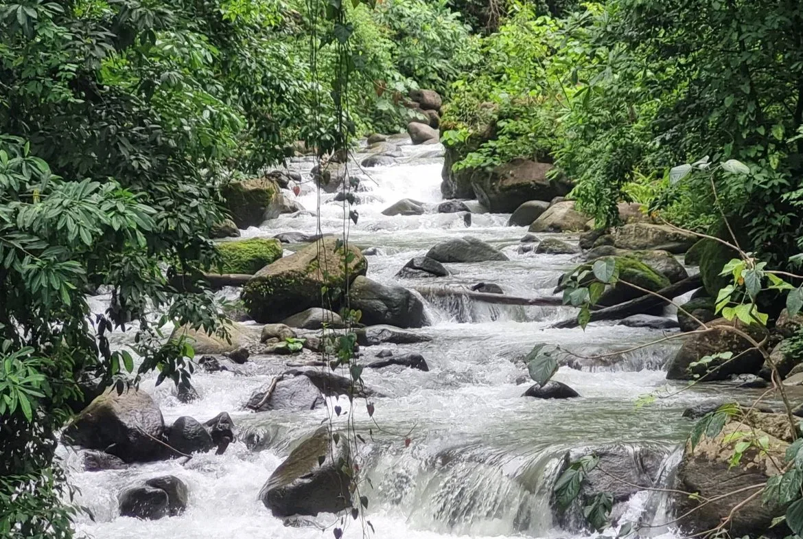 PROPERTY IN THE JUNGLE IN OJOCHAL – 1.82 ACRES, photo 4