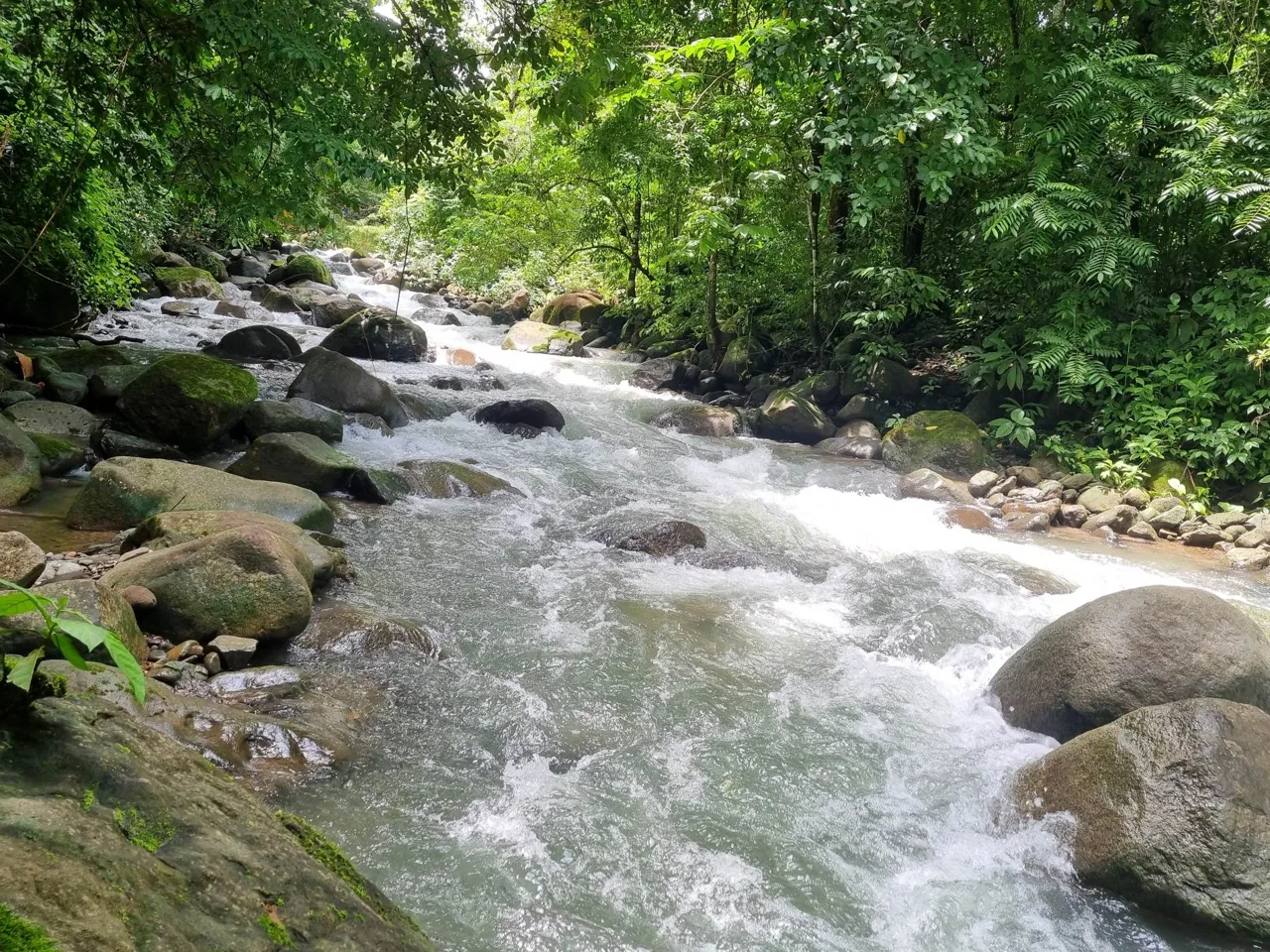 PROPERTY IN THE JUNGLE IN OJOCHAL – 1.82 ACRES, photo 5