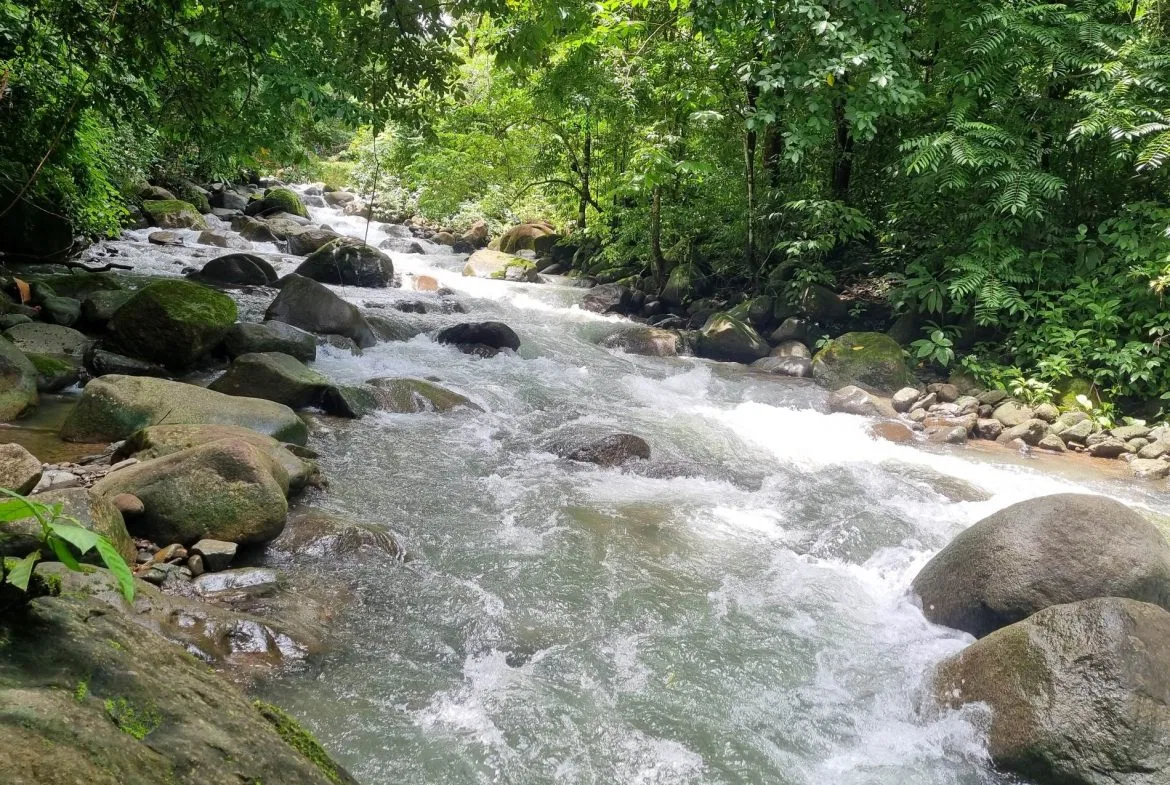 PROPERTY IN THE JUNGLE IN OJOCHAL – 1.82 ACRES, photo 6