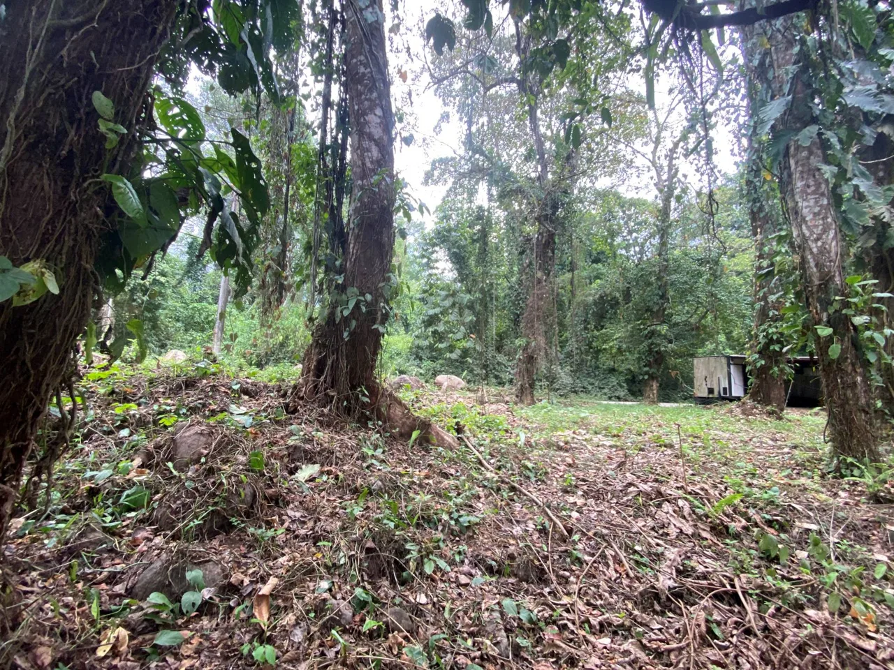 PROPERTY IN THE JUNGLE IN OJOCHAL – 1.82 ACRES, photo 9