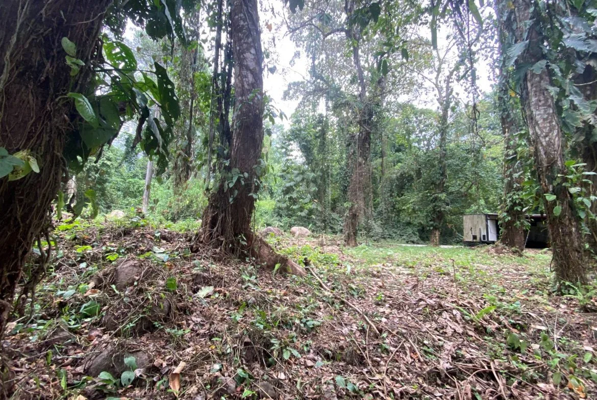 PROPERTY IN THE JUNGLE IN OJOCHAL – 1.82 ACRES, photo 10