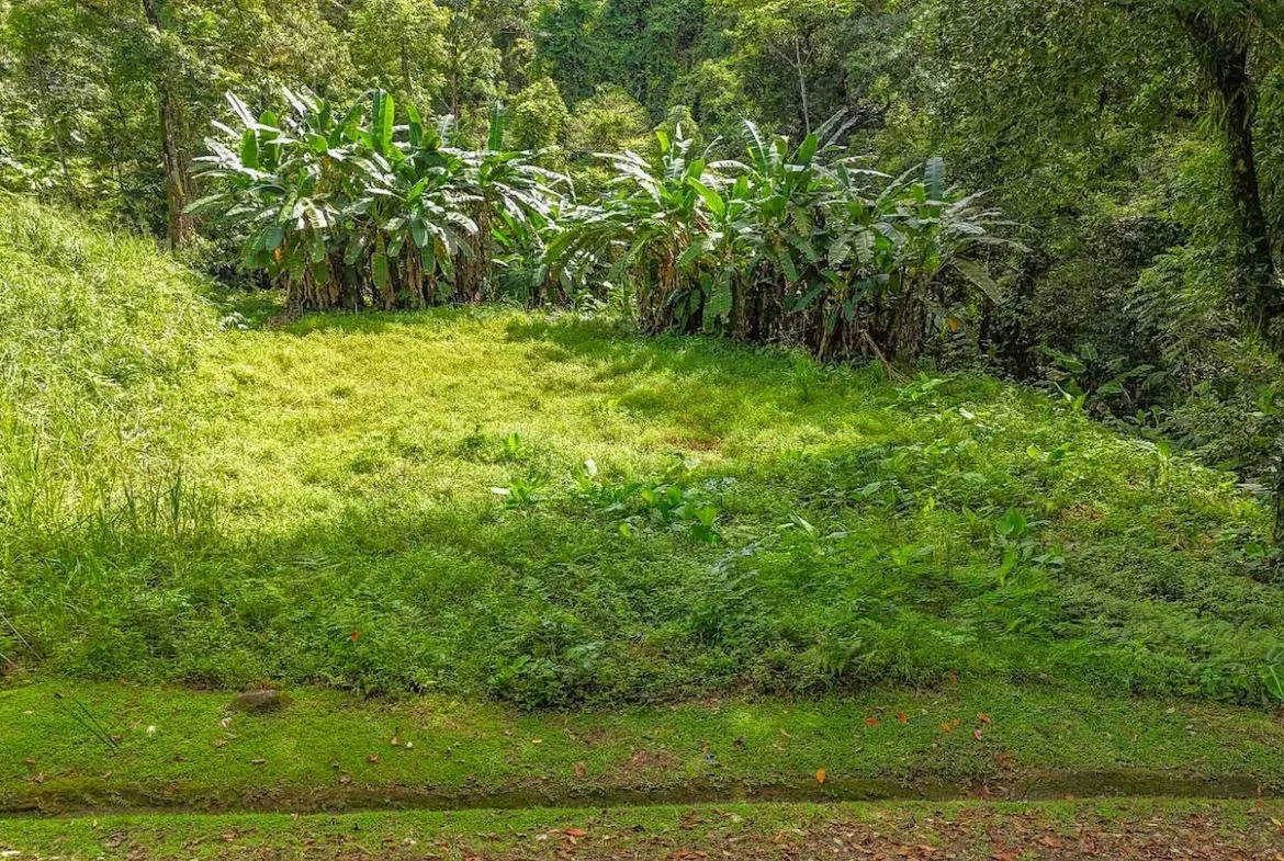 BUILDING PROPERTY WITH PUBLIC ROAD IN FRONT AND FRUIT TREES, IN TORTUGA ARRIBA – 0.30 ACRES, photo 2