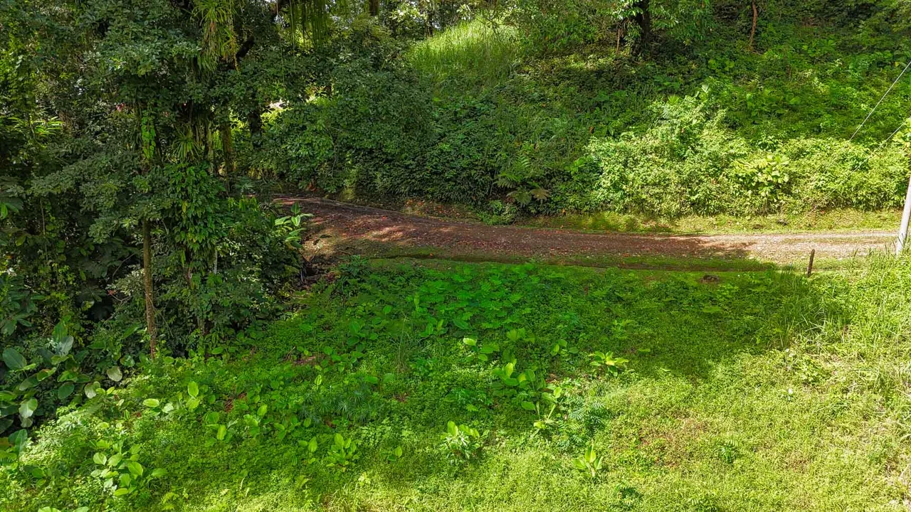 BUILDING PROPERTY WITH PUBLIC ROAD IN FRONT AND FRUIT TREES, IN TORTUGA ARRIBA – 0.30 ACRES, photo 11