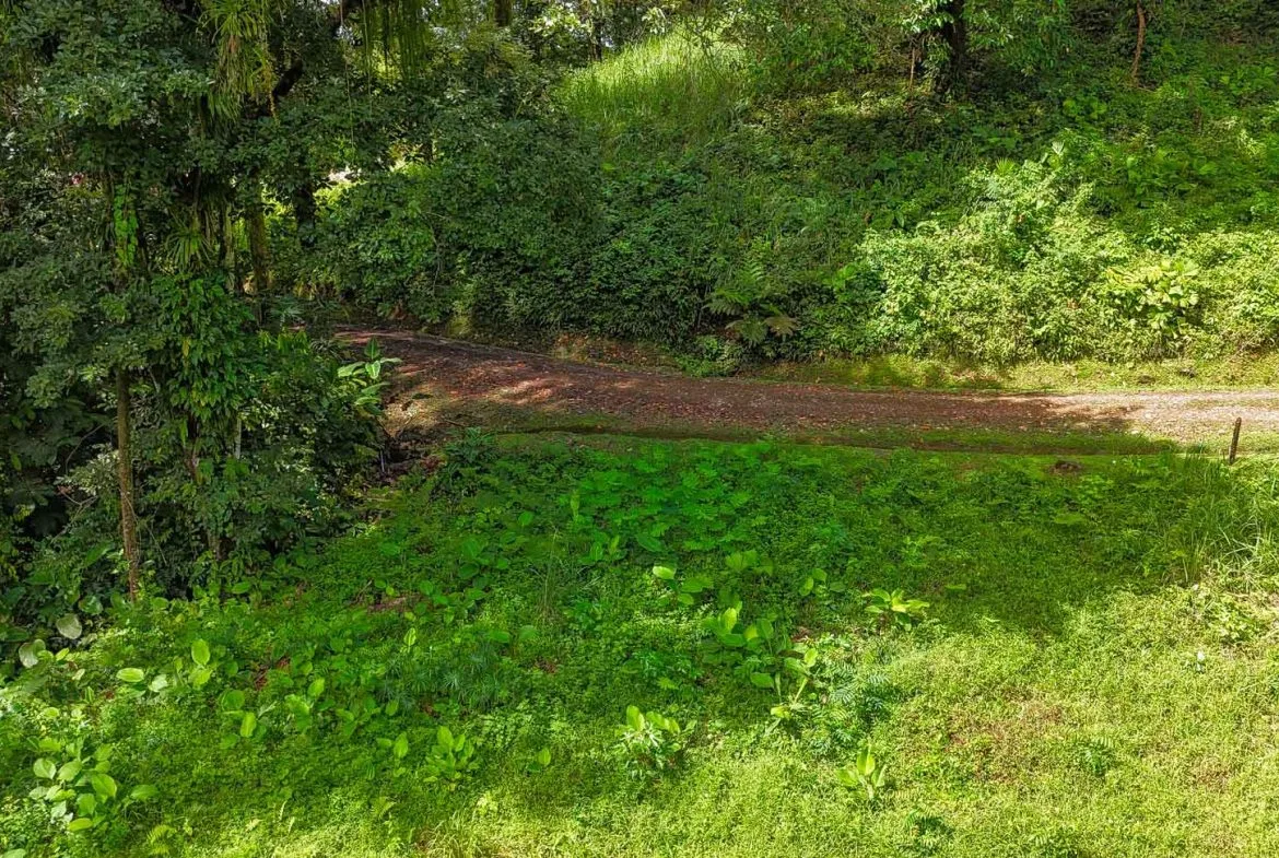 BUILDING PROPERTY WITH PUBLIC ROAD IN FRONT AND FRUIT TREES, IN TORTUGA ARRIBA – 0.30 ACRES, photo 12