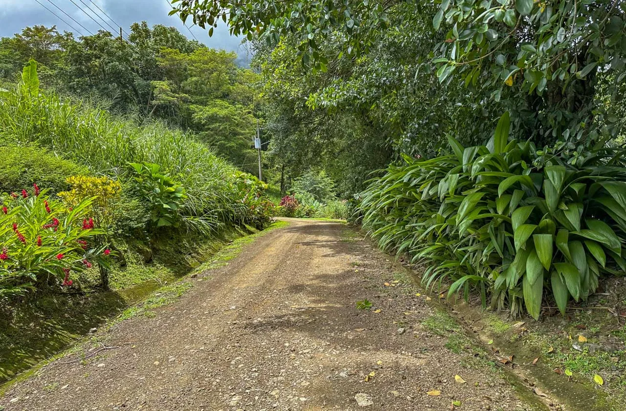 BUILDING PROPERTY WITH PUBLIC ROAD IN FRONT AND FRUIT TREES, IN TORTUGA ARRIBA – 0.30 ACRES, photo 15