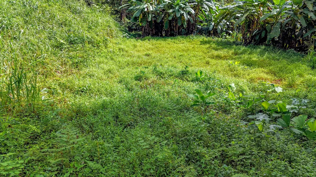 BUILDING PROPERTY WITH PUBLIC ROAD IN FRONT AND FRUIT TREES, IN TORTUGA ARRIBA – 0.30 ACRES, photo 19