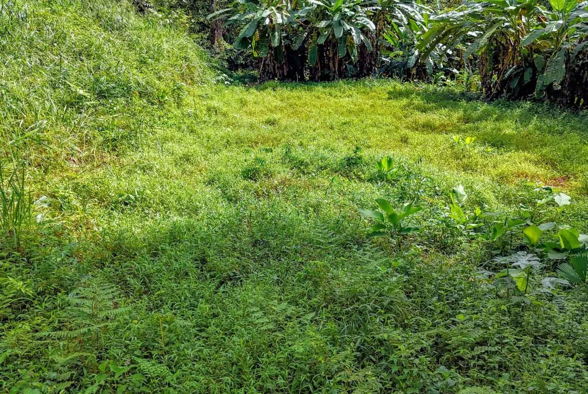 BUILDING PROPERTY WITH PUBLIC ROAD IN FRONT AND FRUIT TREES, IN TORTUGA ARRIBA – 0.30 ACRES, photo 20