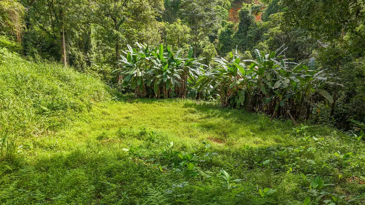 BUILDING PROPERTY WITH PUBLIC ROAD IN FRONT AND FRUIT TREES, IN TORTUGA ARRIBA – 0.30 ACRES, photo 21