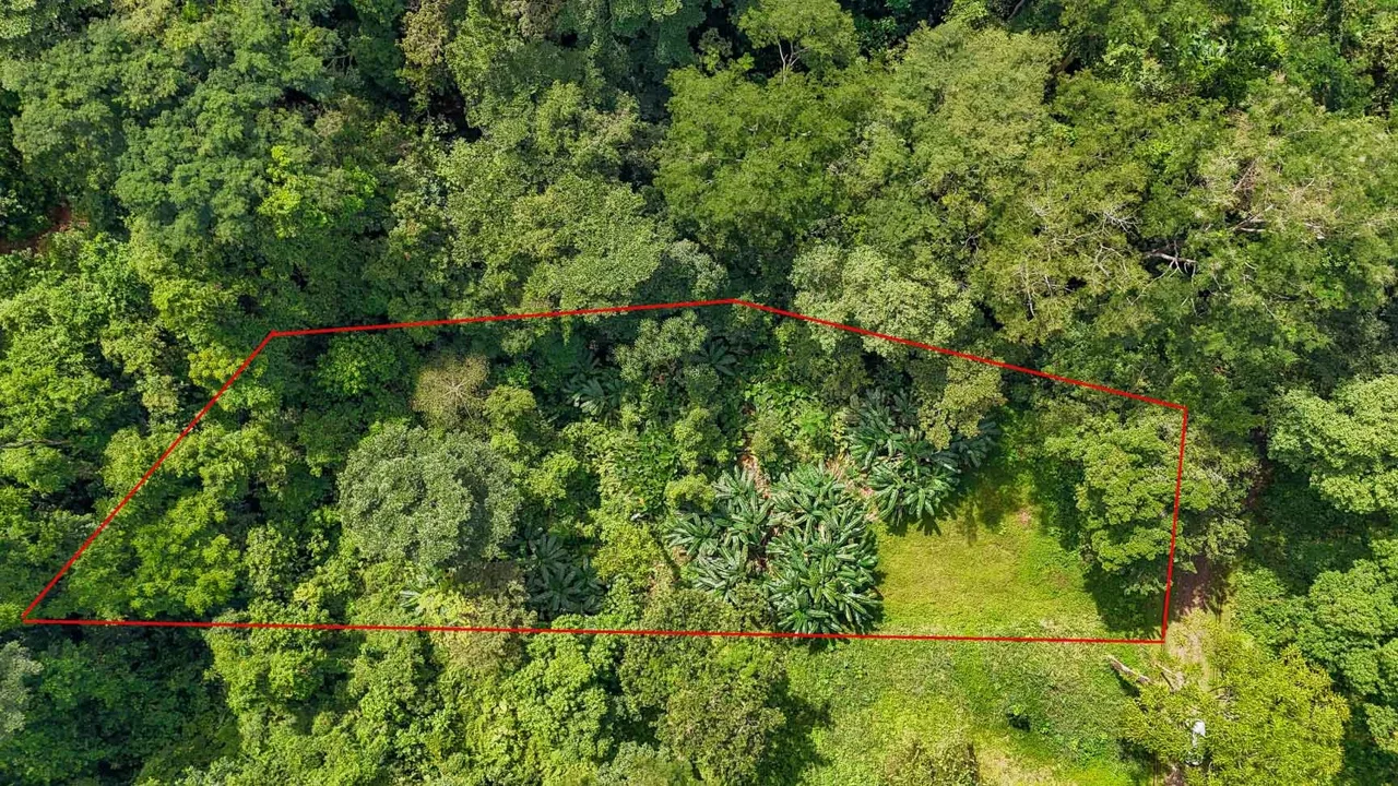BUILDING PROPERTY WITH PUBLIC ROAD IN FRONT AND FRUIT TREES, IN TORTUGA ARRIBA – 0.30 ACRES, photo 7