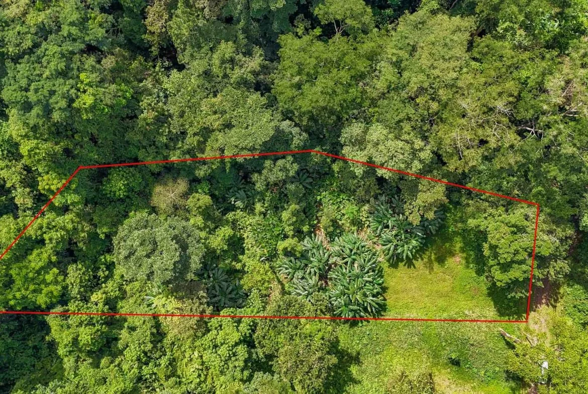 BUILDING PROPERTY WITH PUBLIC ROAD IN FRONT AND FRUIT TREES, IN TORTUGA ARRIBA – 0.30 ACRES, photo 8