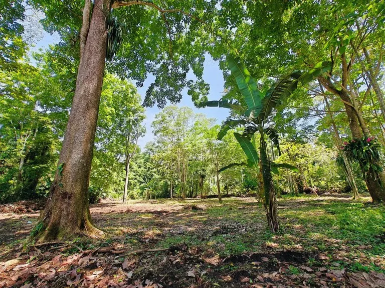 ID 962: Lot 2 - 6082 sqm - New Development on Old Yard Road, Cahuita - 300 Meters to the Beach, photo 3