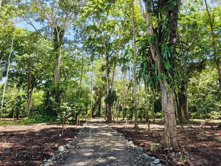 ID 962: Lot 2 - 6082 sqm - New Development on Old Yard Road, Cahuita - 300 Meters to the Beach, photo 5