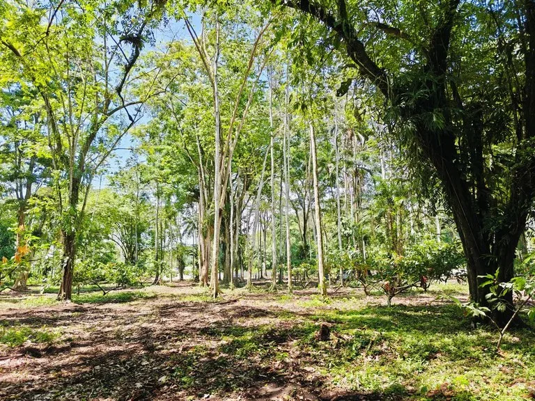 ID 962: Lot 2 - 6082 sqm - New Development on Old Yard Road, Cahuita - 300 Meters to the Beach, photo 6