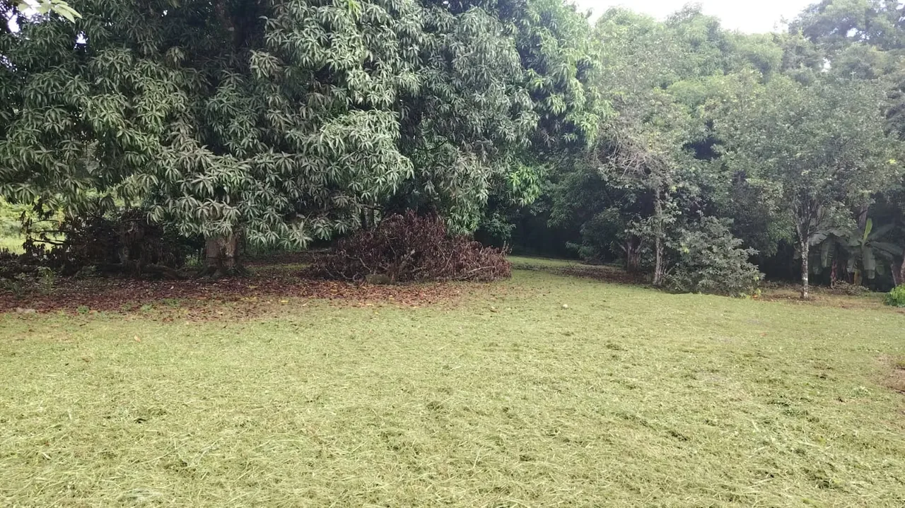 PLOT FOR SALE IN GUACALILLO - 124; 3,820 M ² NEAR THE BEACHES OF THE PEACEFUL, photo 2