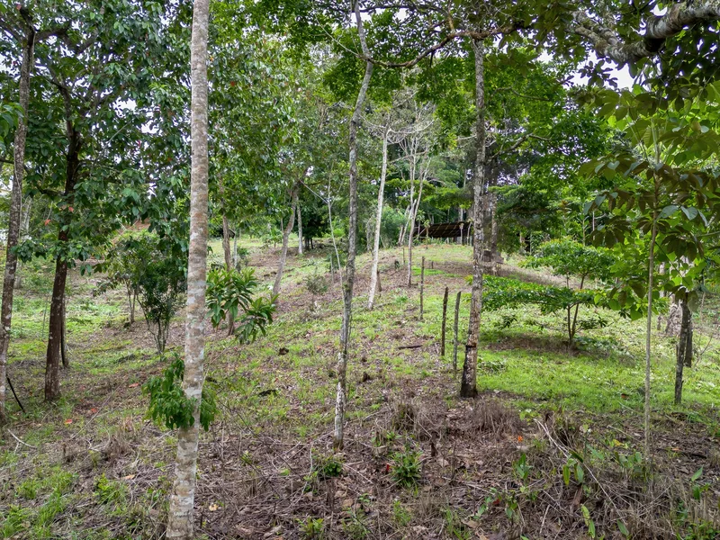 Land For Sale in Perez Zeledon, photo 7