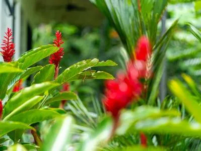 JUNGLE PROPERTY IN UVITA – 3.27 ACRES, photo 27