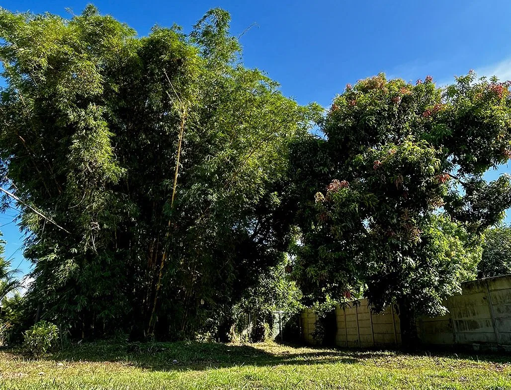 MAGICAL CORNER LOT IN UVITA w/ 8-MINUTE WALK TO NATIONAL PARK BEACH, photo 18