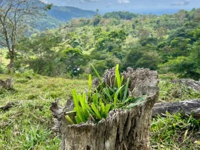 Gorgeous Land in San Luis Morete - Uvita - Over 17 Acres, photo 10