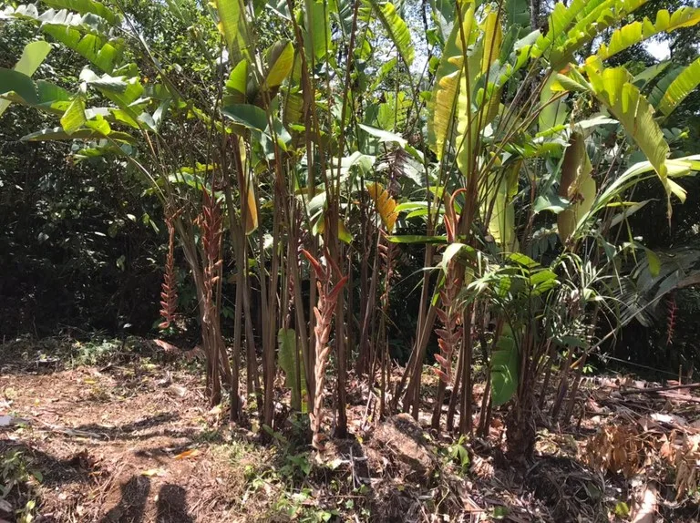 Development Parcel in Aguas Claras, photo 3
