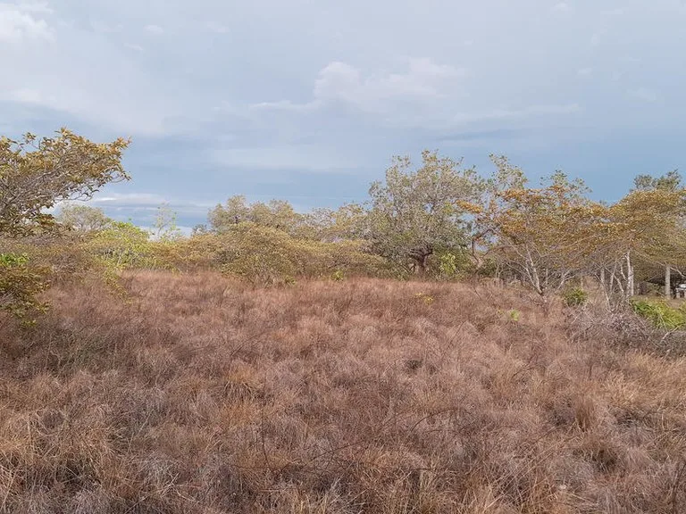 T37: Mountain Home Construction Site For Sale in Curubandé, photo 5