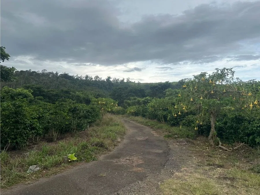 Venta - Finca la Cancha (70,000 m2) - San Luis, Santo Domingo, photo 7