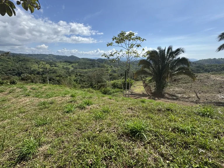 12 Acre Ocean View Farm in a Private Agricultural Community, photo 6