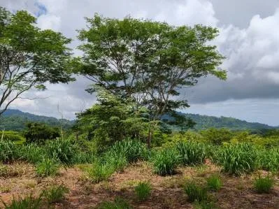 Lote de 5,072 m² en Columbus Heights con Terrazas, Vista a las Montañas y Potencial Vista al Océano, photo 7